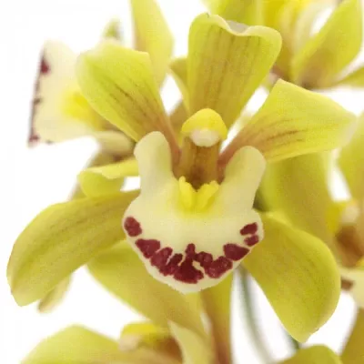 Orchidej T BRIDGET 50cm