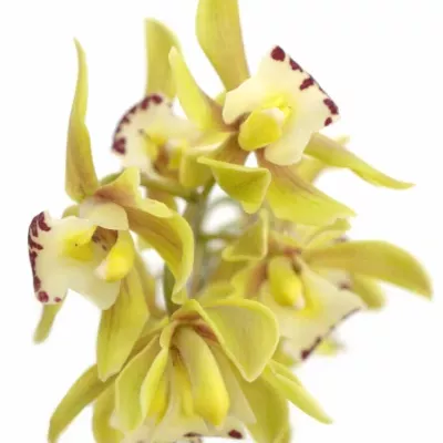 Orchidej BRIDGET 40cm