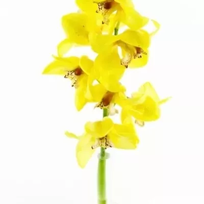 Orchidej CANYON 50cm