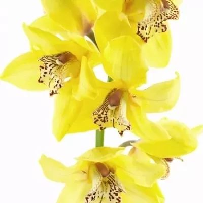 Orchidej CANYON 50cm