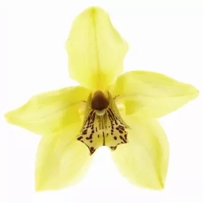 Orchidea CANYON 50cm
