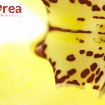 Orchidej CANYON 50cm