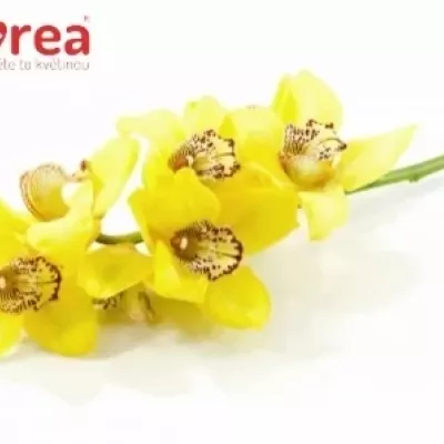 Orchidej CANYON 50cm