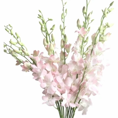 Orchidej CINTA SWEET 40 cm