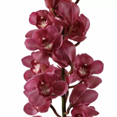 Orchidej CYMBIDIUM CHANTAL