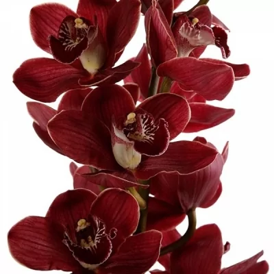 Orchidej CYMBIDIUM CHANTAL