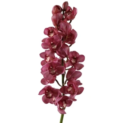Orchidej CYMBIDIUM T RED DREAM