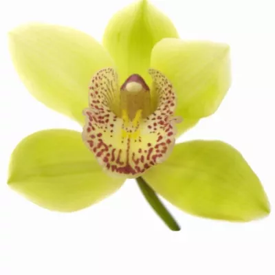 Orchidej T HONEY GREEN MELISSA 50cm