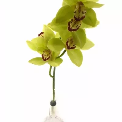 Orchidej HONEY HARVEST SACHA