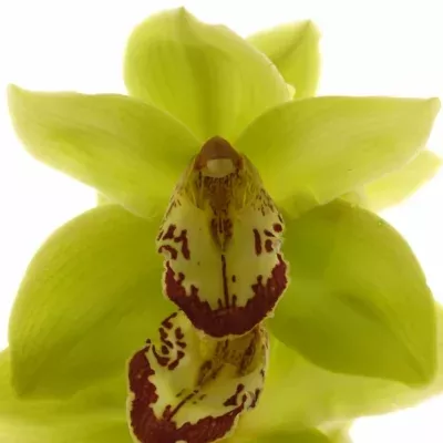 Orchidej T HONEY HARVEST SACHA 50cm