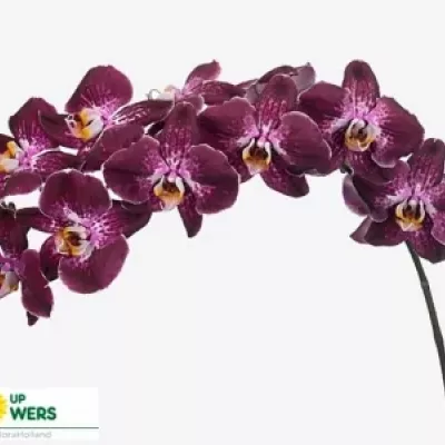 Orchidej MARGARITA