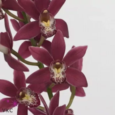 Orchidej MINI ALISON SHAW CHRISTMAS ROSE 50cm