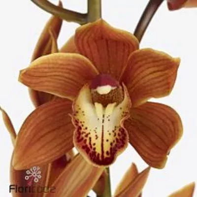 Orchidej MINI BROWN EYED GIRL 30cm