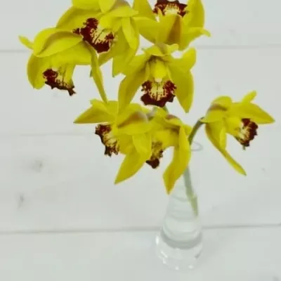 Orchidej MINI GREEN 30cm