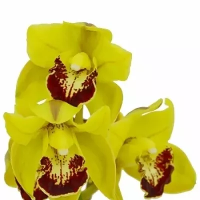 Orchidej MINI GREEN 30cm