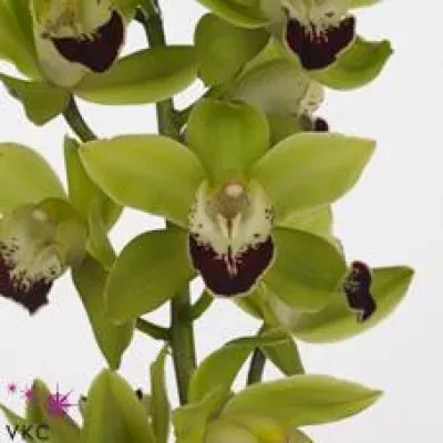 Orchidej MINI GREEN KING EMERALD 60cm