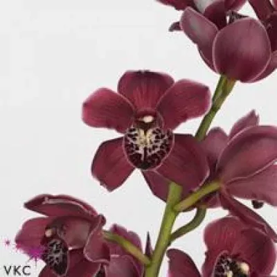 Orchidej MINI HOWARD ROBIN