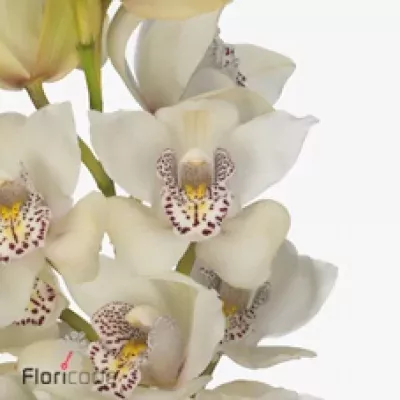 Orchidej MINI IRIS