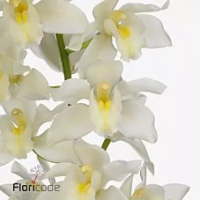 Orchidea MINI KLAZINA DE WIT