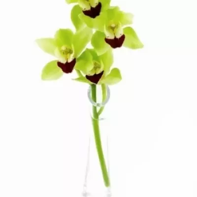 Orchidej MINI LISA 40cm