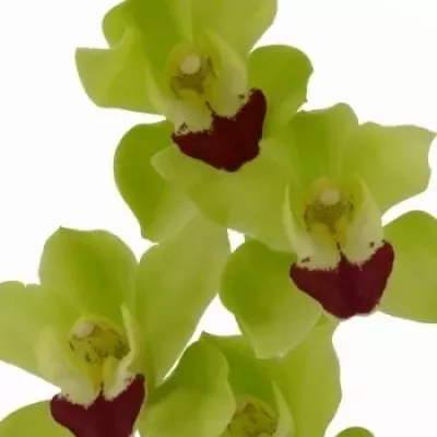 Orchidej MINI LISA 40cm