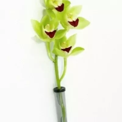 Orchidej MINI LISA 40cm