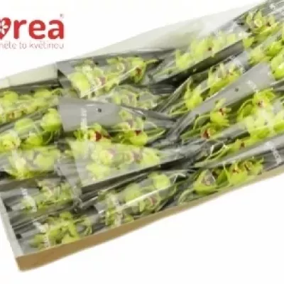 Orchidej MINI LISA 40cm