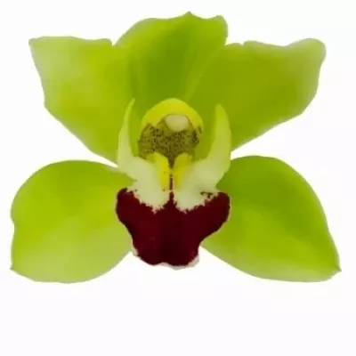Orchidej MINI GREEN BREEZE LISA 30cm