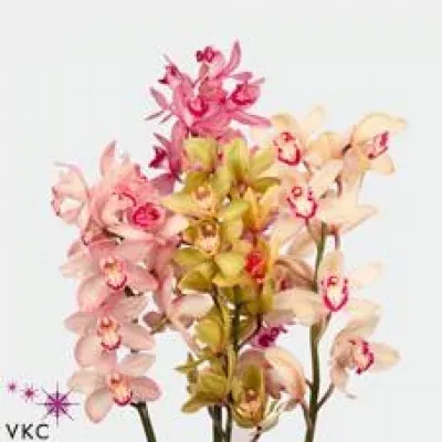 Orchidej MINI MIX 60cm