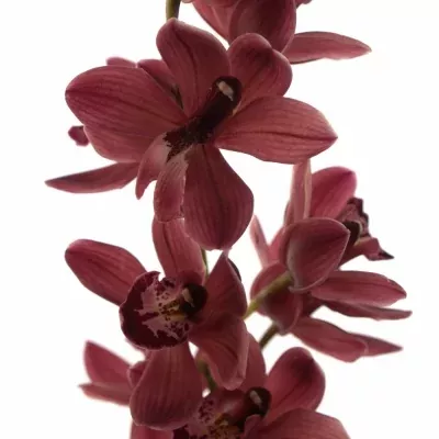 Orchidej MINI MRS ROMEO 50cm