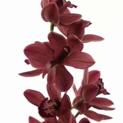 Orchidej MINI MRS ROMEO