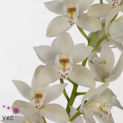 Orchidej MINI NICOLE MARIE SUE