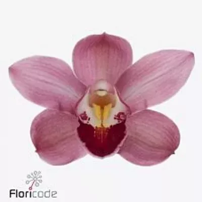 Orchidej MINI PINK FALL