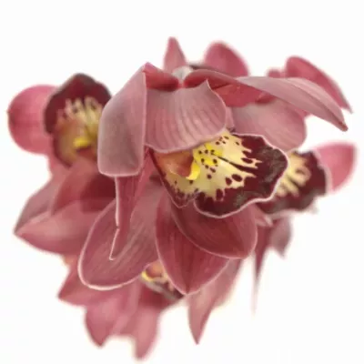 Orchidej MINI RED BEAUTY X ROY 40cm