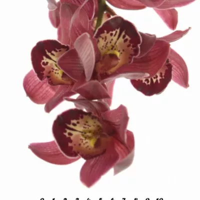 Orchidej MINI RED BEAUTY X ROY 40cm