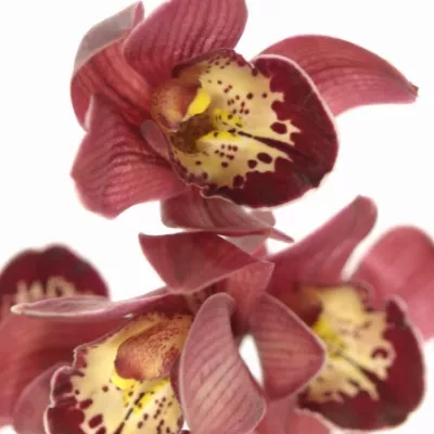Orchidej MINI RED BEAUTY X ROY 30cm