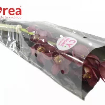 Orchidej MINI RED BEAUTY X ROY 40cm