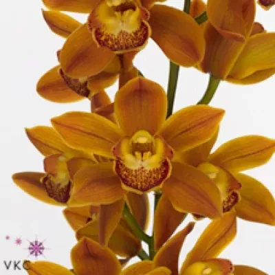 Orchidej MINI SAKURA