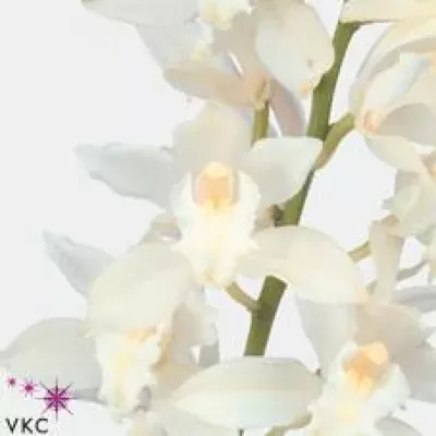 Orchidej MINI SNOW BLOSSOM 70cm