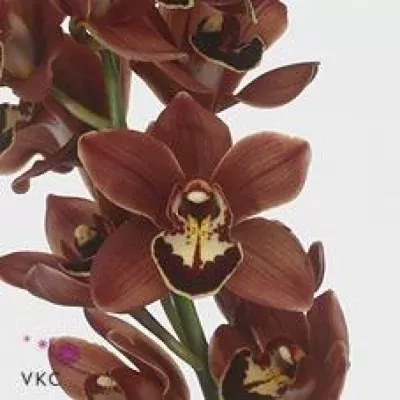 Orchidea MINI TANGERINE MARY BROWNIE