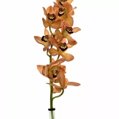 Orchidej MRS. GRIZZLY BEAR 40cm