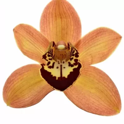 Orchidea MRS. GRIZZLY BEAR 40cm