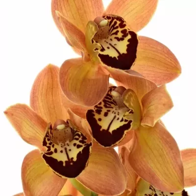 Orchidej MRS. GRIZZLY BEAR 40cm