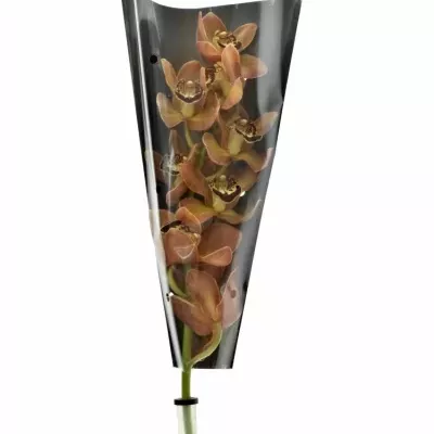 Orchidej MRS. GRIZZLY BEAR 40cm