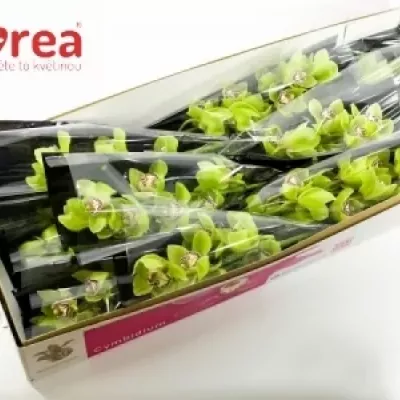 Orchidej MRS ROBIN HOOD 50cm