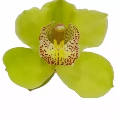 Orchidej MRS ROBIN HOOD 50cm