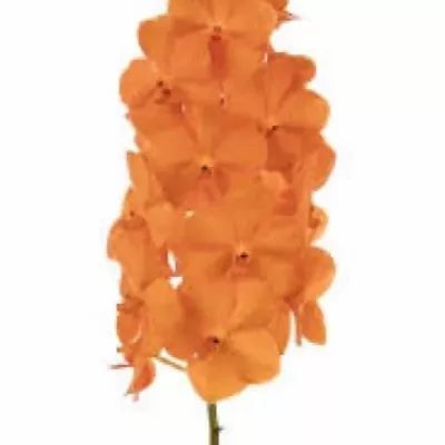 Orchidej NATCHA PRINCESS ORANGE