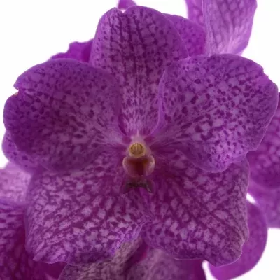 Orchidej NITAYA ROSY