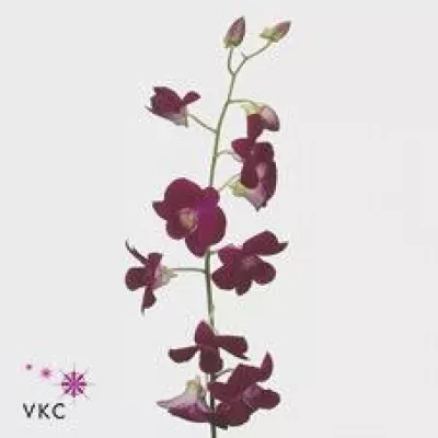 Orchidej PINK GEM LADY 40cm
