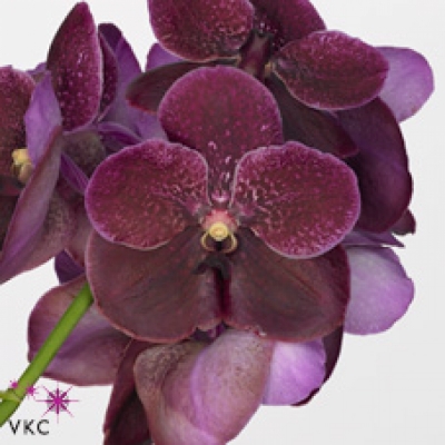 Orchidej PURPLE VIOLET BEAUTY